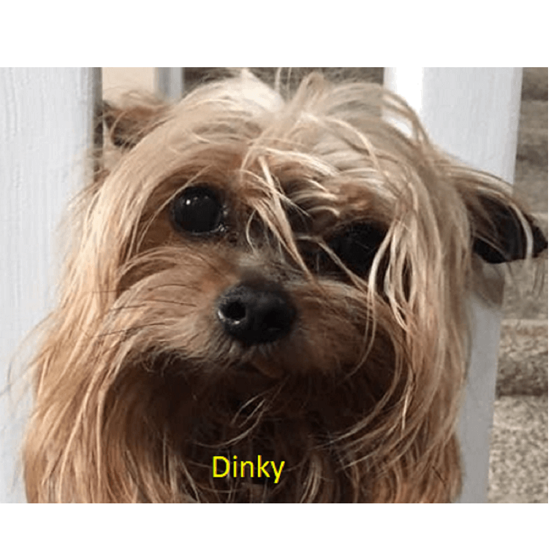 Dinky Peaceful Paws Pet Memorials