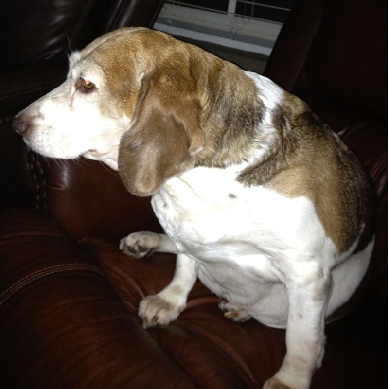 Josephine Peaceful Paws Pet Memorials