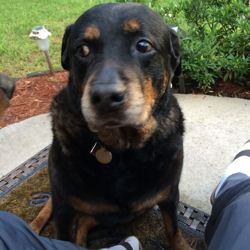 Sasha Peaceful Paws Pet Memorials