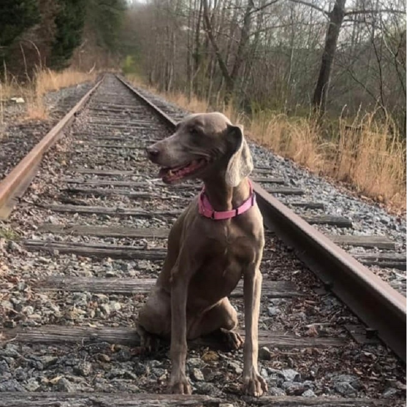 Sophie Peaceful Paws Pet Memorials