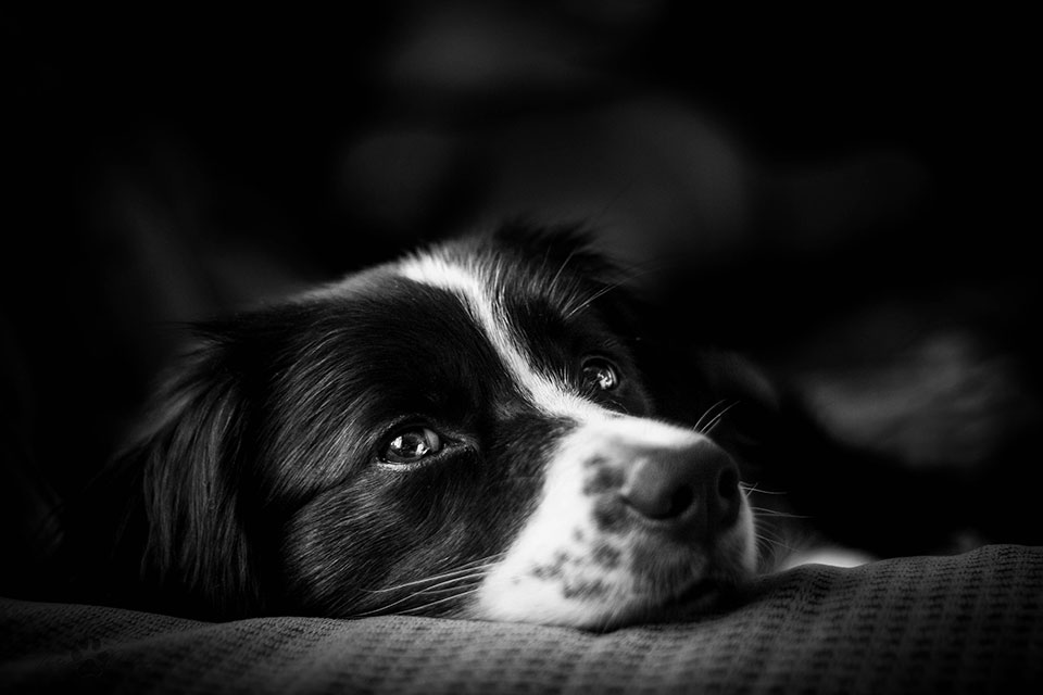 Peaceful Paws Blog